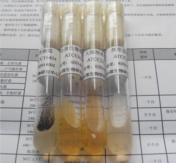 客户在我司订购ATCC菌株